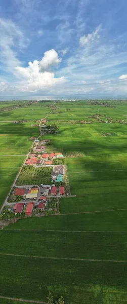 马来西亚Kedah和Perlis的稻田 — 图库照片