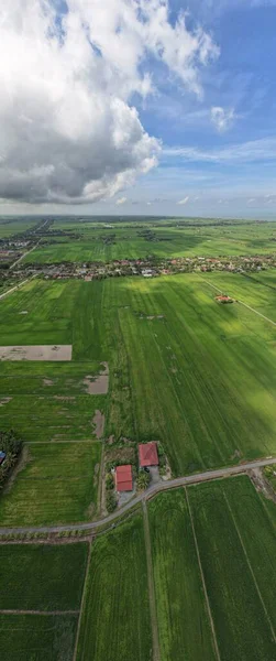 Педівські Рисові Поля Кед Перліс Малайзія — стокове фото