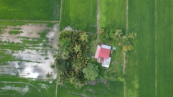 Campos Arroz Paddy Kedah Perlis Malásia — Fotografia de Stock