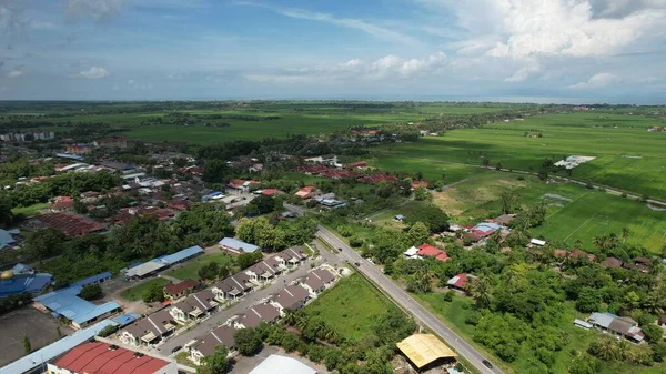 Paddy Rice Fields Kedah Perlis Малайзия — стоковое фото