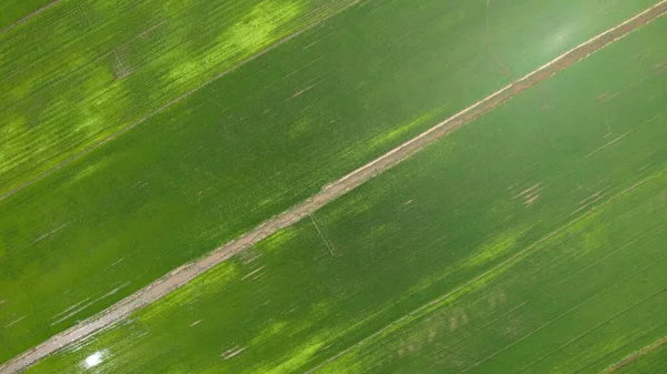 Paddy Rice Fields Kedah Perlis Malaysia — Stock Photo, Image