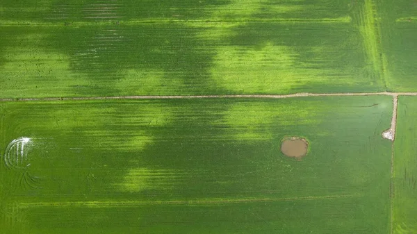 Campos Arroz Paddy Kedah Perlis Malásia — Fotografia de Stock