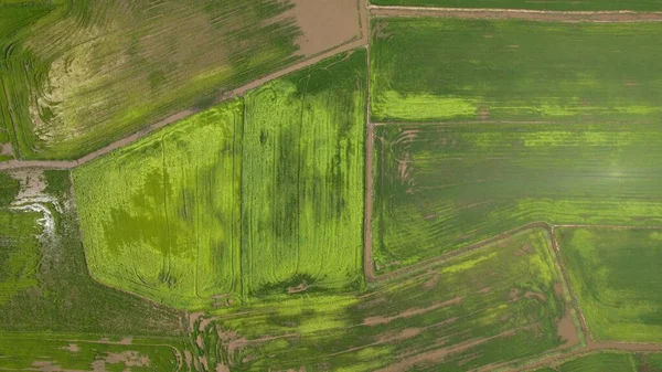 Los Campos Arroz Arroz Kedah Perlis Malasia — Foto de Stock