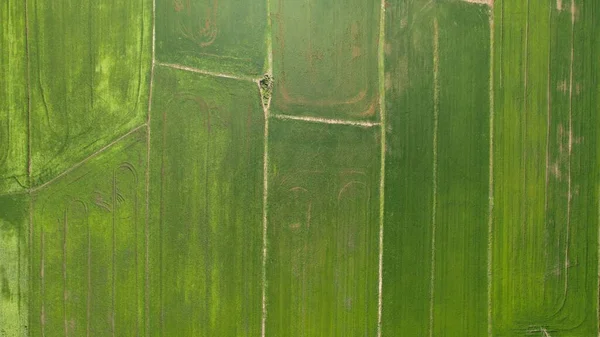 Paddy Rice Fields Kedah Perlis Malaysia — Photo