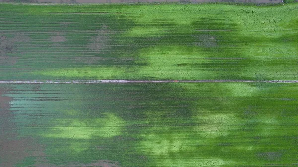 Paddy Rice Fields Kedah Perlis Malaysia — ストック写真