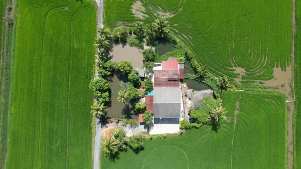 Paddy Rice Fields Kedah Perlis Malaysia — Photo