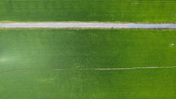 Paddy Rice Fields Kedah Perlis Малайзия — стоковое фото