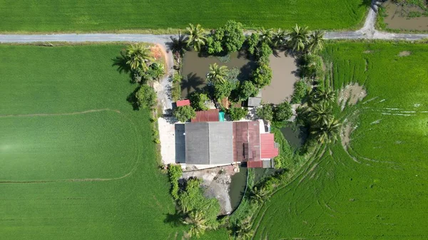 Pola Ryżowe Paddy Kedah Perlis Malezja — Zdjęcie stockowe