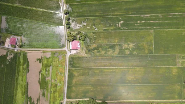 Los Campos Arroz Arroz Kedah Perlis Malasia — Foto de Stock