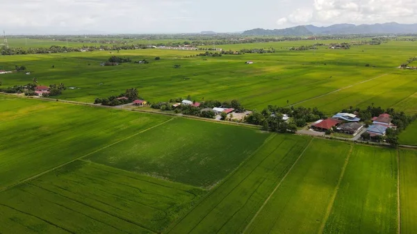 Campi Riso Paddy Kedah Perlis Malesia — Foto Stock