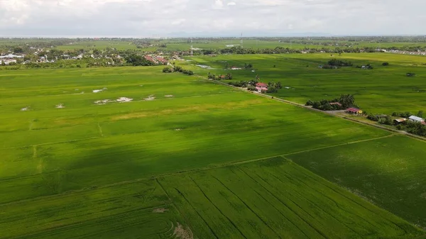 Ladang Paddy Rice Kedah Dan Perlis Malaysia — Stok Foto