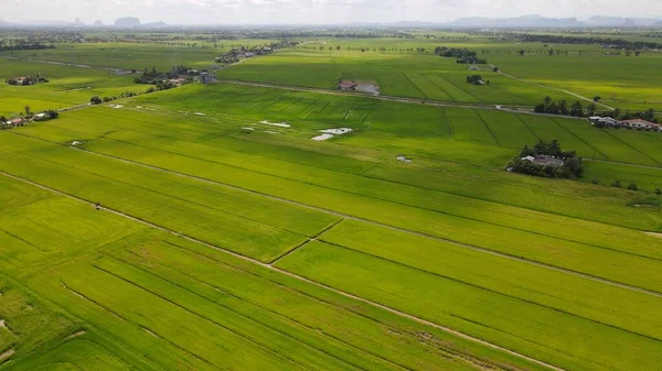 Pola Ryżowe Paddy Kedah Perlis Malezja — Zdjęcie stockowe