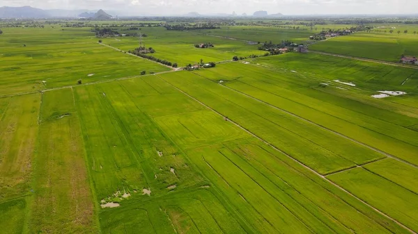 Paddy Rice Fields Kedah Perlis Malaysia — 스톡 사진