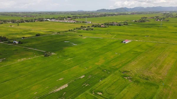 Pola Ryżowe Paddy Kedah Perlis Malezja — Zdjęcie stockowe