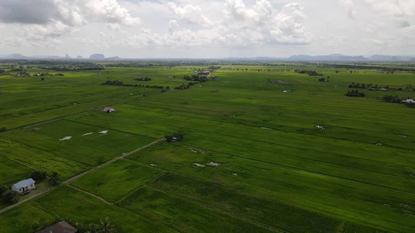 Paddy Rice Fields Kedah Perlis Malaysia — Foto Stock