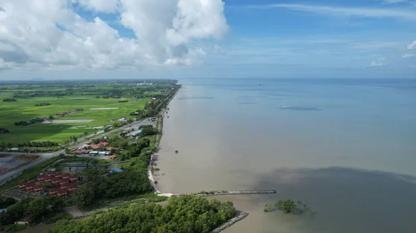 Campos Arroz Paddy Kedah Perlis Malásia — Fotografia de Stock