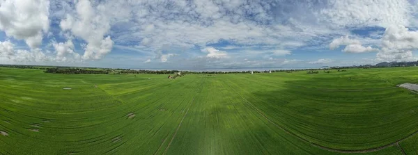 Paddy Rice Fields Kedah Perlis Malaysia — Foto Stock