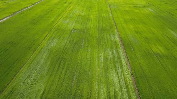 Campos Arroz Paddy Kedah Perlis Malásia — Fotografia de Stock