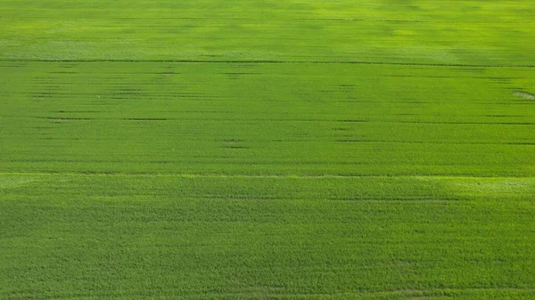 Ladang Paddy Rice Kedah Dan Perlis Malaysia — Stok Foto