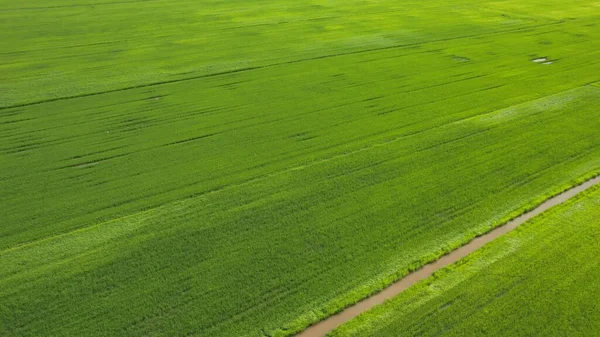 Paddy Rice Fields Kedah Perlis Malaysia — Photo