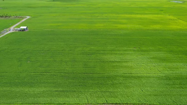 Paddy Rice Fields Kedah Perlis Malaysia — Stock Photo, Image