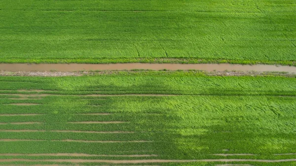 Paddy Rice Fields Kedah Perlis Malaysia — Foto Stock