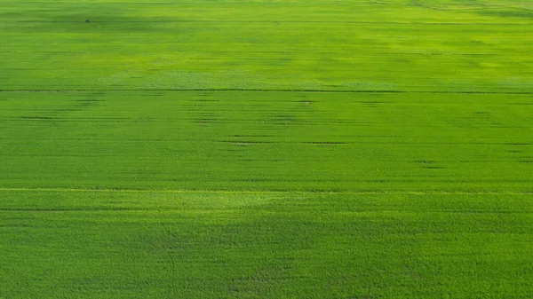 Ladang Paddy Rice Kedah Dan Perlis Malaysia — Stok Foto