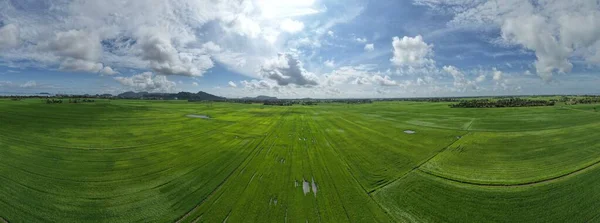 Paddy Rice Fields Kedah Perlis Malaysia — Fotografia de Stock