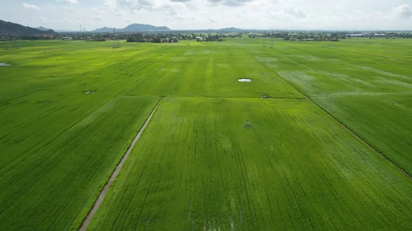 Kedah Perlis Paddy Rice Tarlaları Malezya — Stok fotoğraf