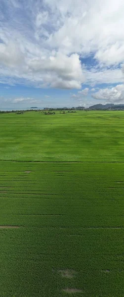 Paddy Rice Fields Kedah Perlis Malaysia — Stock Photo, Image