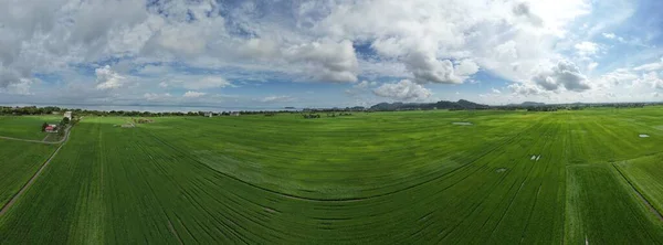 Paddy Rice Fields Kedah Perlis Malaysia — ストック写真