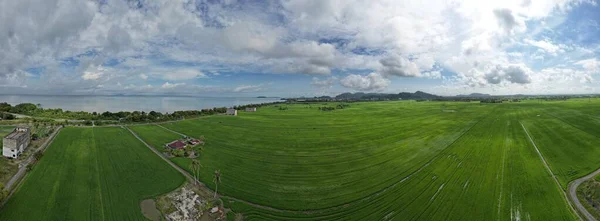Paddy Rice Fields Kedah Perlis Malaysia — Stockfoto
