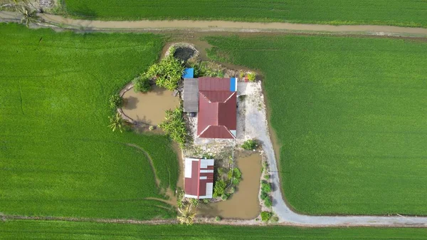 Paddy Rice Fields Kedah Perlis Malaysia — Fotografia de Stock