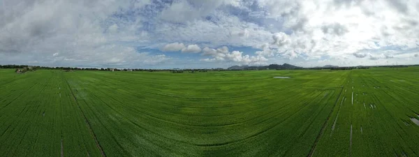 Paddy Rice Fields Kedah Perlis Malaysia — ストック写真