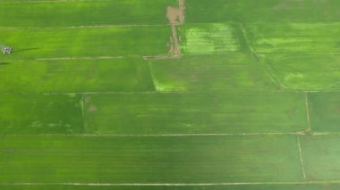 Kedah ve Perlis 'in Paddy Rice Tarlaları, Malezya