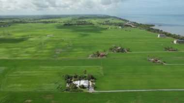 Kedah ve Perlis 'in Paddy Rice Tarlaları, Malezya