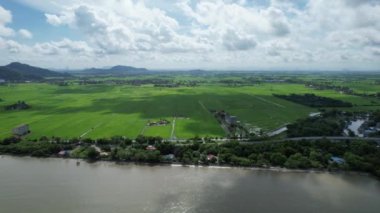 Kedah ve Perlis 'in Paddy Rice Tarlaları, Malezya