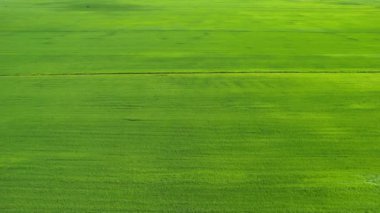 Kedah ve Perlis 'in Paddy Rice Tarlaları, Malezya