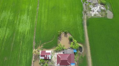 Kedah ve Perlis 'in Paddy Rice Tarlaları, Malezya