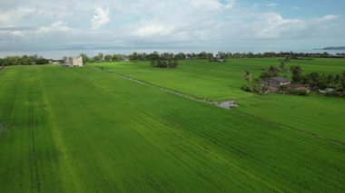 Kedah ve Perlis 'in Paddy Rice Tarlaları, Malezya