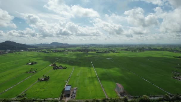 Paddy Rice Fields Kedah Perlis Malaysia — ストック動画