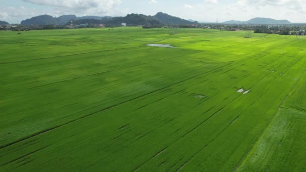 Paddy Rice Fields Kedah Perlis Μαλαισία — Αρχείο Βίντεο