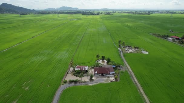 Paddy Rice Fields Kedah Perlis Malaysia — Video