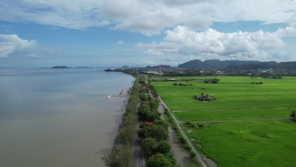 Kedah Perlis Paddy Rice Tarlaları Malezya — Stok video