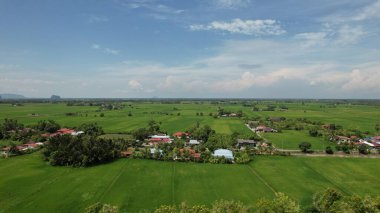 Kedah ve Perlis 'in Paddy Rice Tarlaları, Malezya