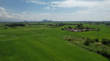 Kedah ve Perlis 'in Paddy Rice Tarlaları, Malezya