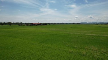 Kedah ve Perlis 'in Paddy Rice Tarlaları, Malezya