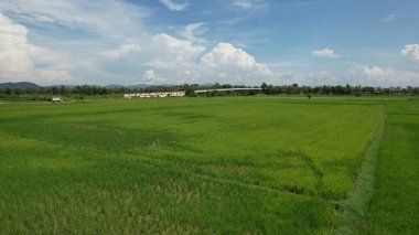 Kedah ve Perlis 'in Paddy Rice Tarlaları, Malezya