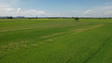Kedah ve Perlis 'in Paddy Rice Tarlaları, Malezya