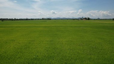 Kedah ve Perlis 'in Paddy Rice Tarlaları, Malezya